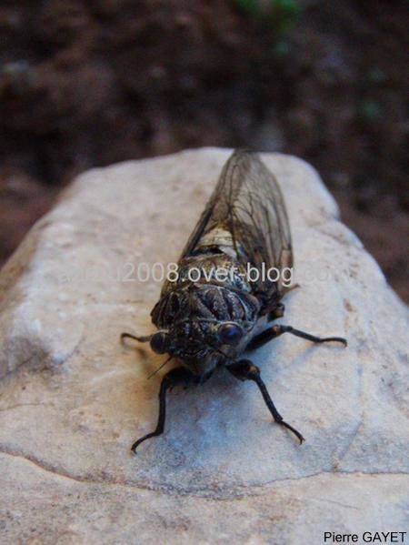 Photos d'insectes et autres bestioles croisées dans la journée, généralement en forêt d'Azrou dans les montagnes du Moyen-Atlas au Maroc... scorpions, araignées, fourmis, ânes, papillons, abeilles ou cigales sont présents dans cet album