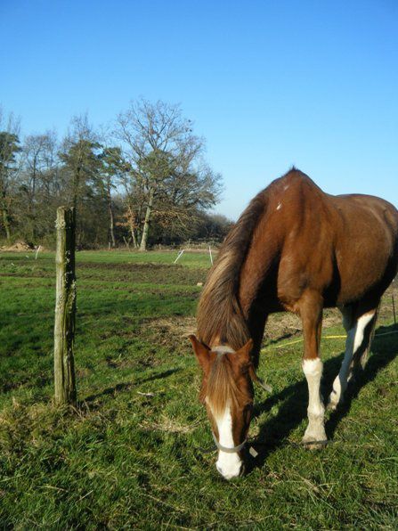 automne 2010 photos cheval au pré, chevaux dans la brume, cheval et chat, cheval au pré à l'automne, poulain, alimentation du cheval....