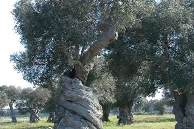 Agli olivi... G D'Annunzio