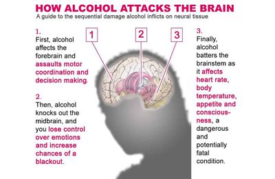 Alcohol Can Cause Modifications In The Structure And Function Of The Blossoming Brain