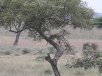 Serengeti - secteur de Seronera (2)