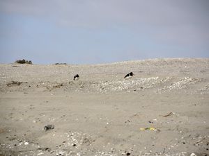 Ha si, il y a quand même des petits oiseaux pour nous montrer que la vie est possible ici...