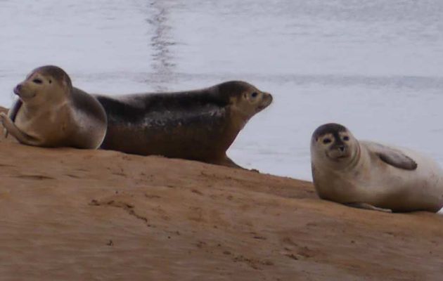 Mes photos de la faune en kayak