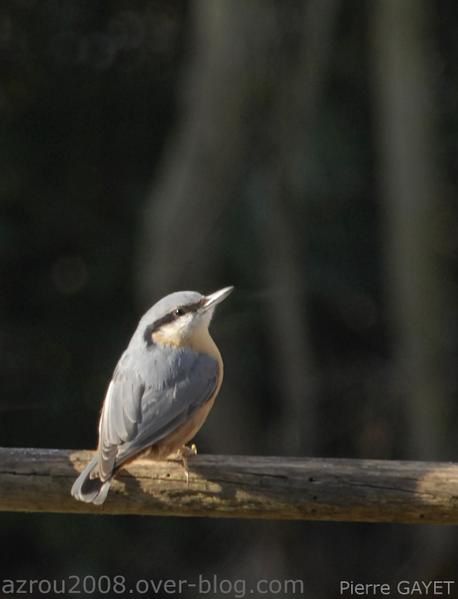 photos prises aux alentours du village de Chemilly, dans l'Allier (03), ainsi que dans la Nièvre (58) et le Puy-de-Dôme (63). Vous y trouverez principalement des photos d'insectes et de fleurs.