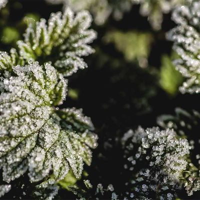 Feuilles gelées