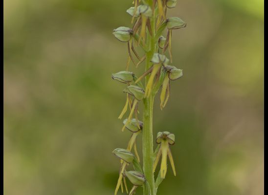 Orchis homme pendu