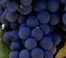 #Merlot Producers South Australia Vineyards 