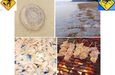 Des méduses sur les plages… ou au menu.