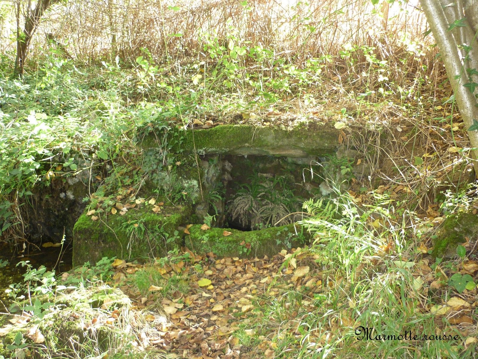 Anniversaire Le Terrier De Marmotte