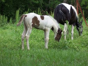 L'Abstang, le cheval infatigable issu de l'Arabe et du Mustang