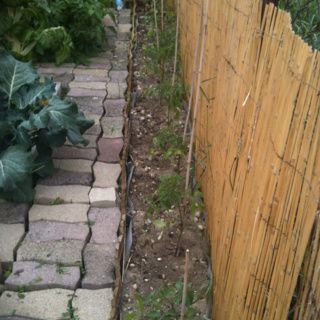 Le potager au 15 mai 2012 suite