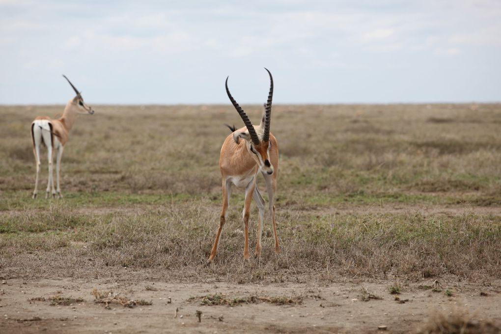 Tous les animaux sauvages du Parc du Serenguetti , en Tanzanie