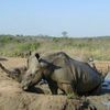 L'Afrique du Sud démantèle un réseau de braconnage de rhinocéros