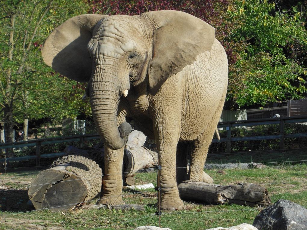 Éléphants, ours, tigres blancs, bongos... la richesse de Beauval