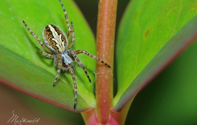 Araignée : Aculepeira