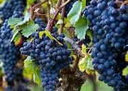 #Dolcetto Producers Sierra Foothills California  Vineyards 