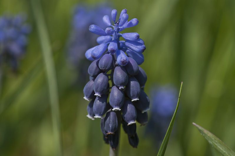 Quelques-unes des 250 fleurs observées en 2010