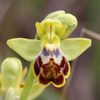 Ophrys Lucentina