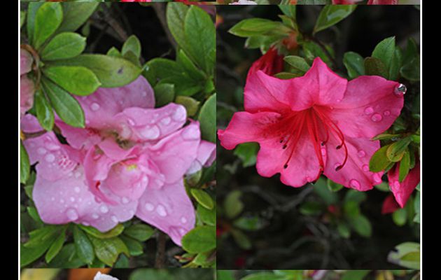 Fleurs d'azalées