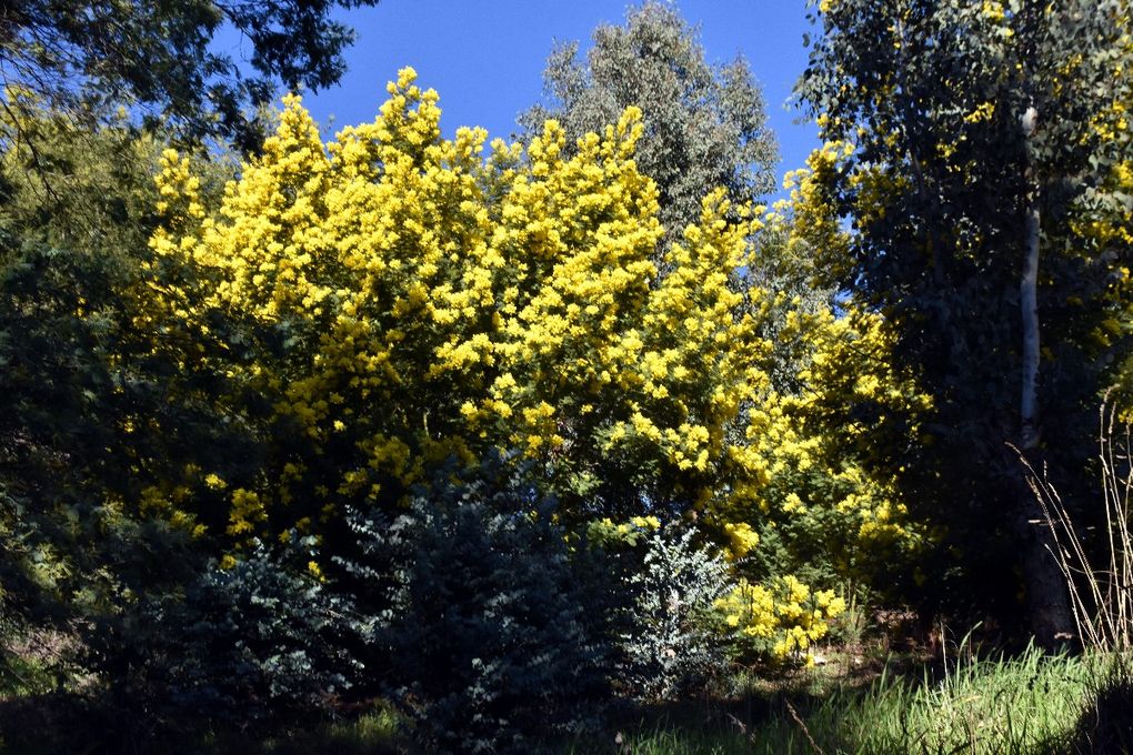 LE MIMOSA LA PASSION DU DUC DE VALLOMBROSA