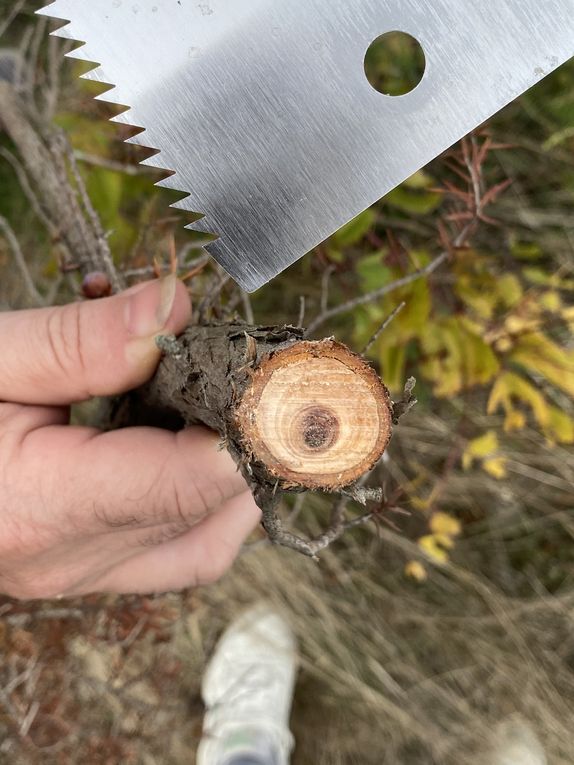 La balade à la recherche des trésors des bois à Montner (27 photos) dans les yeux de Lucie