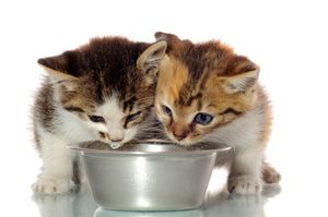 Cosa dar da mangiare ai gattini piccoli?