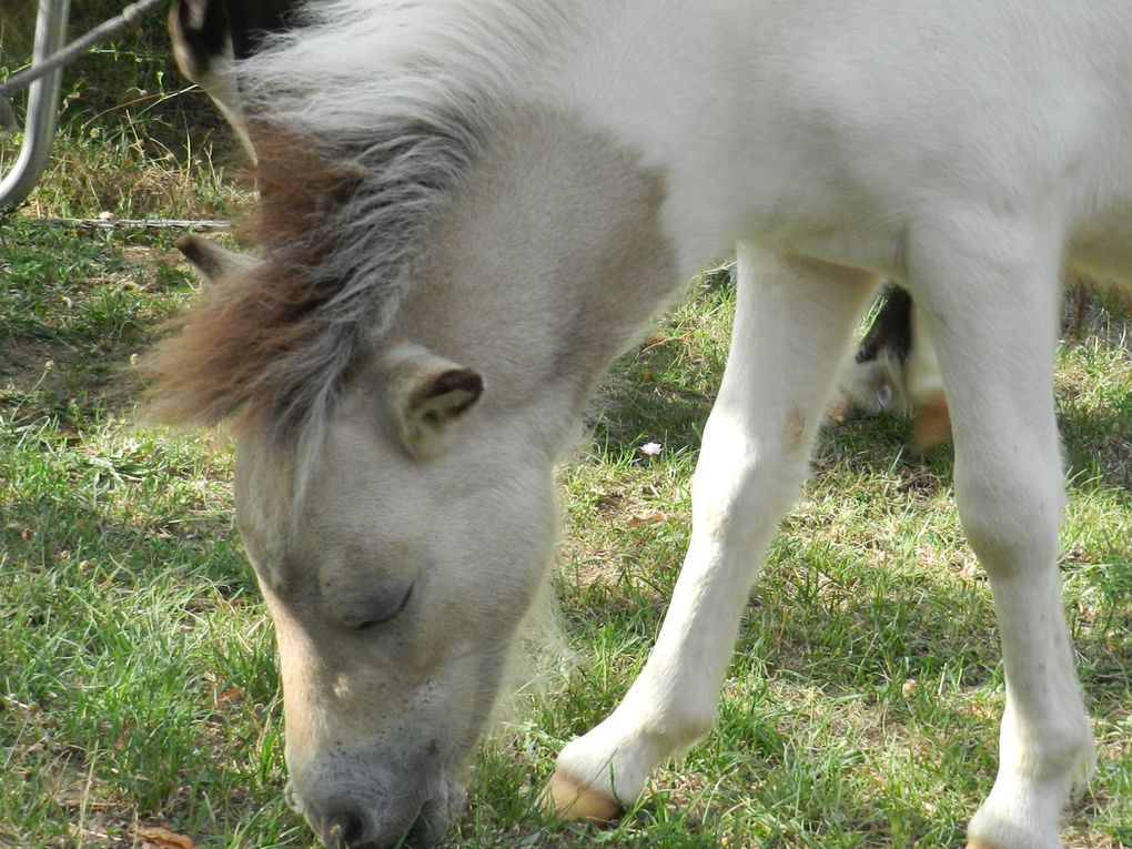 Mâle pie palomino aux yeux bleus!

Par Sabine van de Hooft (95cm) et Larkrise Majesty (98cm)