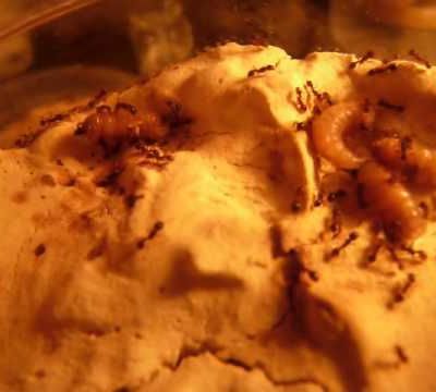 Tetramorium a la chasse :)