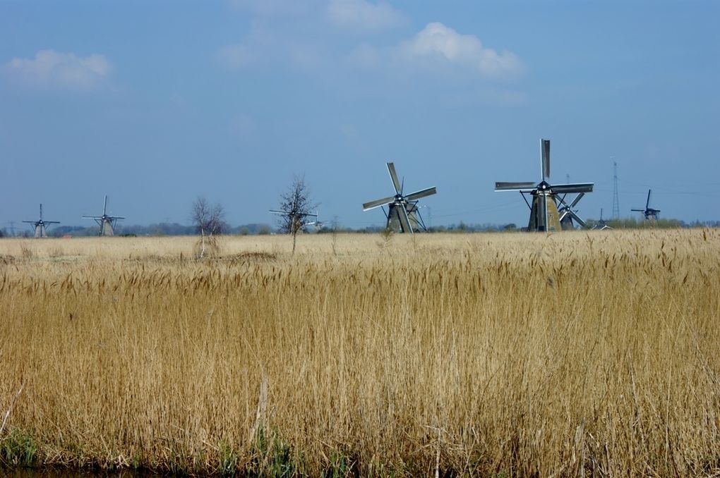 De Piney à Rotterdam