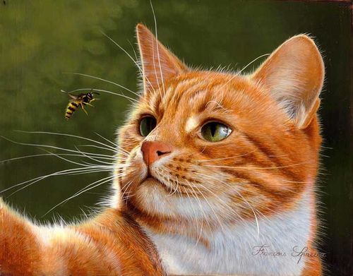 Photos De Chats Par Francois Spreux Bonheur De Lire