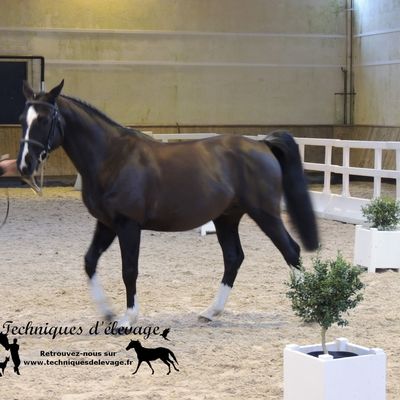 Influencer la qualité du sperme d’un étalon