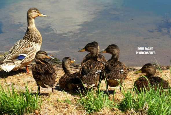 Photographies animalières...........