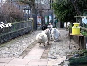 Méthode anglaise pour ne pas perdre racine avec les biens que nous procure la nature