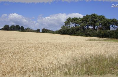 Céréales