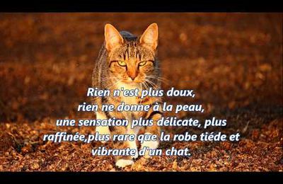 Citations sur les chats