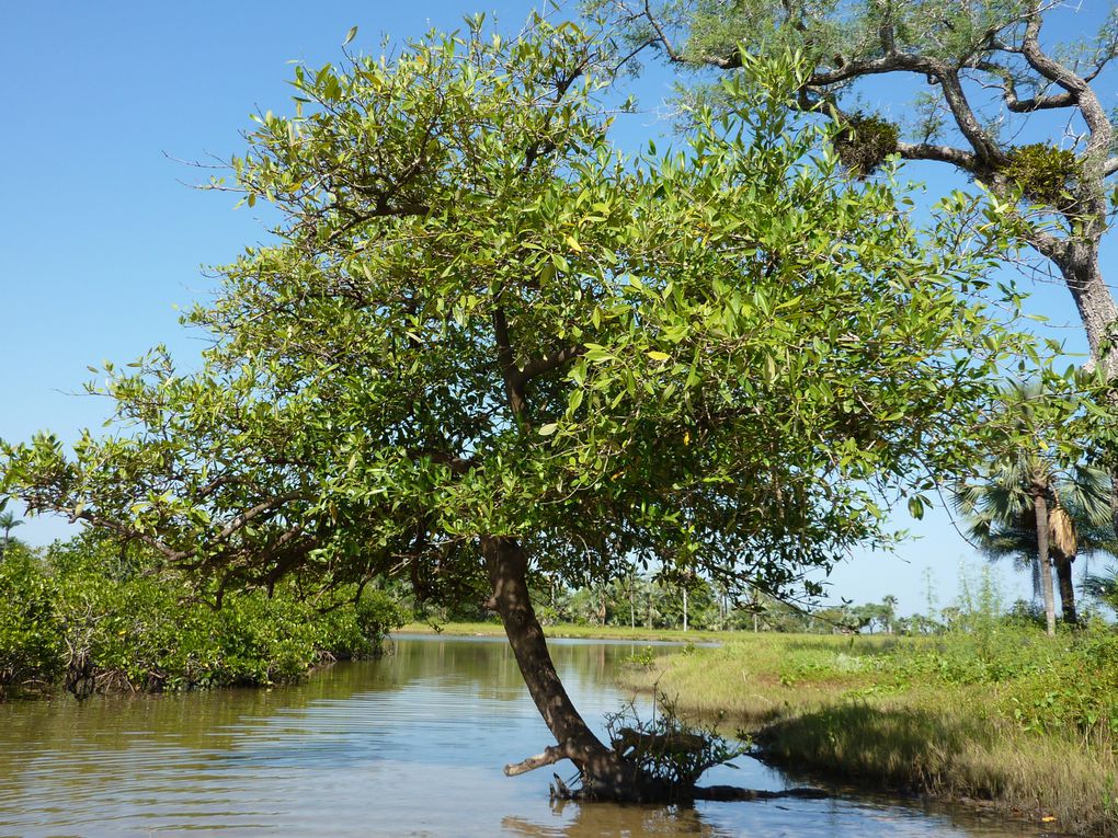 Les ruches traditionnelles dans la mangrove.