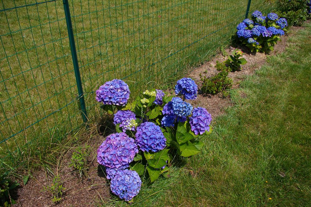 DAHLIA HORTENSIA ROSE PAVOT LYS