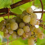 #White Blend Wine Producers Illinois Vineyards