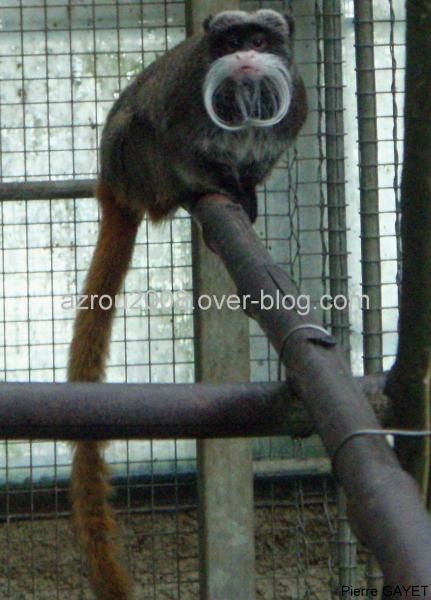 capucins moines (Cebus capucinus) et bruns (Cebus apella), gibbons, lemurs, tamarins et marmosets