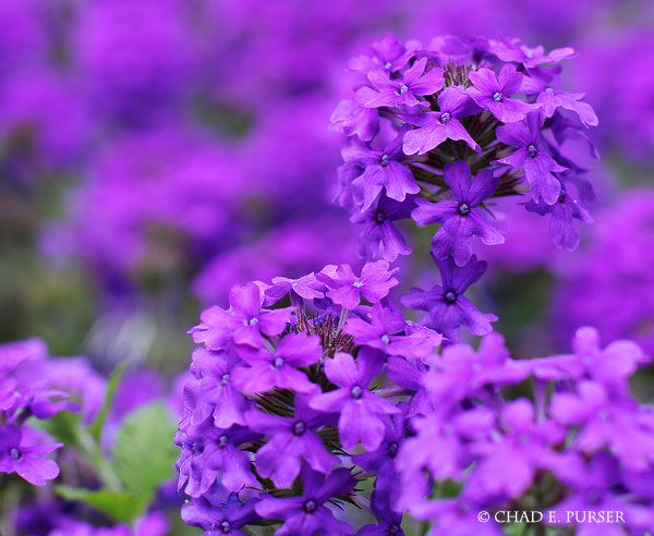 le violet dans tous ses états" ou presque ;-)