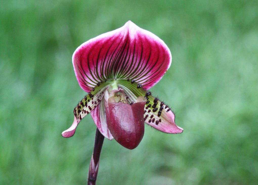 Et les fameuses orchidées