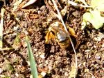 ANDRENA RHENANA - Le creusement d'un nid -ANDRENA AGILISSIMA.