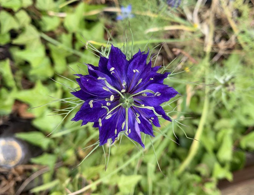 Les fleurs du mois de mai dans le micro jardin urbain (en 2019)