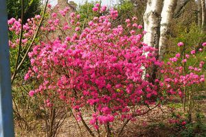 le rhodo boskoop ostara m'enchante 