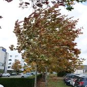 Tempête Darragh en Bretagne : les quatre départements placés en vigilance orange ce samedi