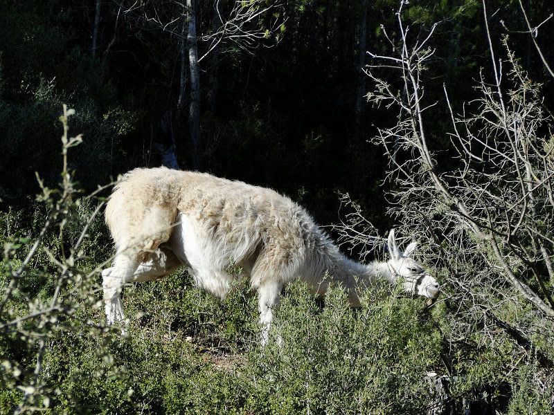 De la Sambuc, Boucle de Montmorin