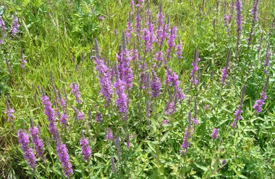 SALICAIRE COMMUNE, LYTHRUM SALICARIA