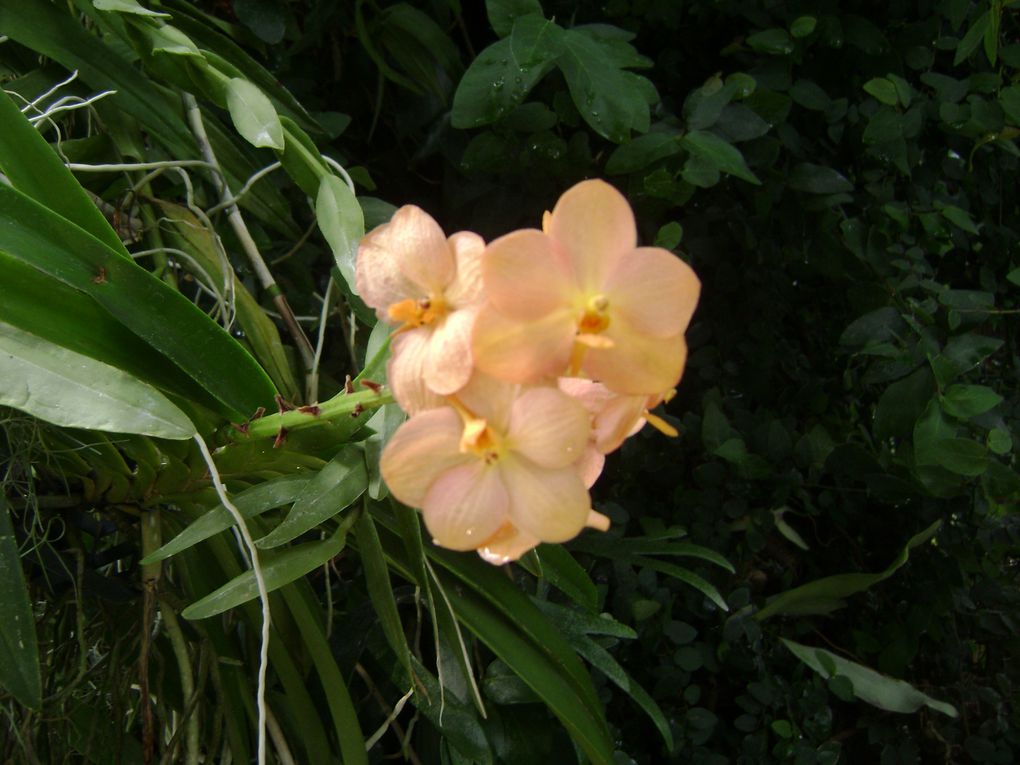 Album - Exposition orchidées