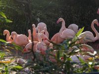 Flamingos, Brauner Kapuziner, Löwin, Sandkatze, Sumatra-Tiger, Braunbären, Schneeeule