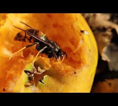 Le frelon à la pomme ...